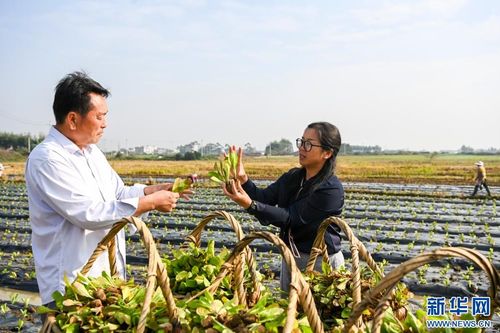 广西贵港稻菜轮作模式 推动农业增收与畜产品贸易发展
