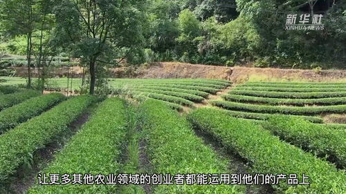 福建建阳茶园认养 林下经济助推乡村振兴