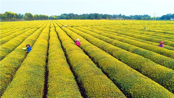 春分时节农管忙