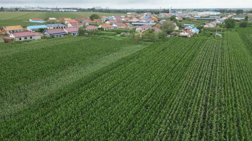 科学施策助农减灾，守牢粮仓——农业大省吉林受灾农田生产恢复直击