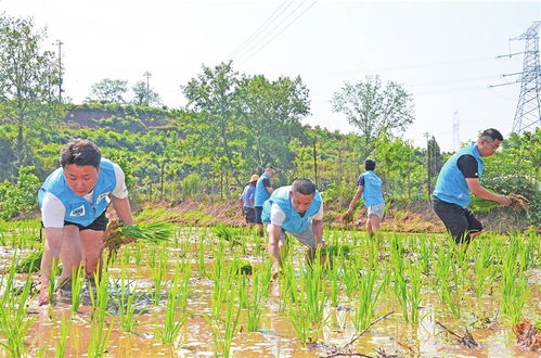 青年志愿者助农插秧忙春耕 助力畜产品购销贸易