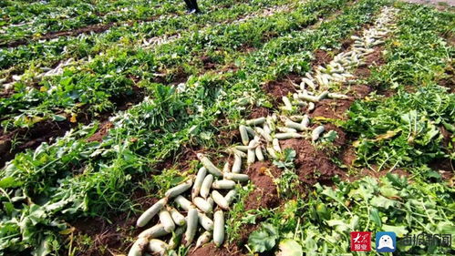 家家悦集团采购170余吨滞销萝卜助农解困 彰显企业社会责任与供应链担当