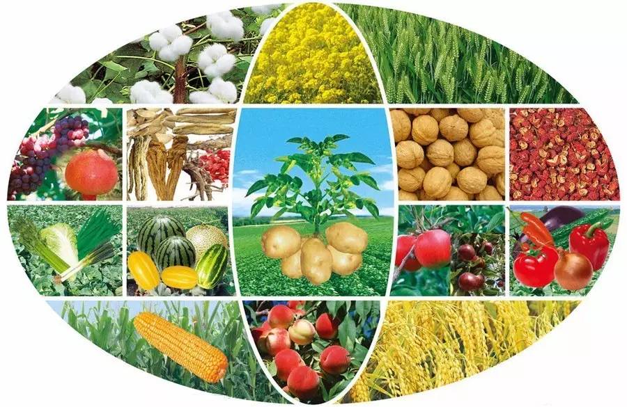 复硝酚钠 唤醒作物潜能的农业技术利器