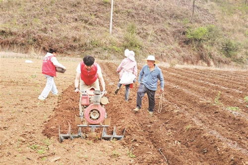 助农小分队田间行，农事繁忙展新颜