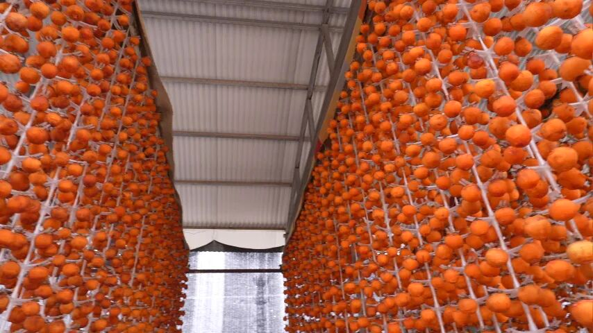 和美乡村|磁县 冰柿破局，甜了乡亲！