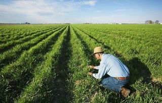 没了中国市场，特朗普发放200亿补贴资金，这次美农却不买账了