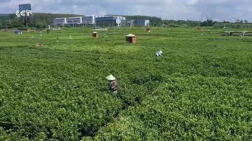 广西横州 品牌引领，茉莉花农踏上致富路