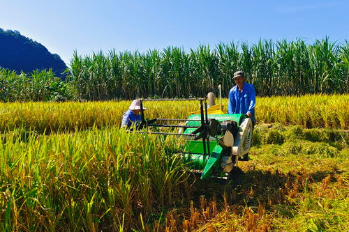 农田四季不闲 畜产品购销贸易的发展与挑战